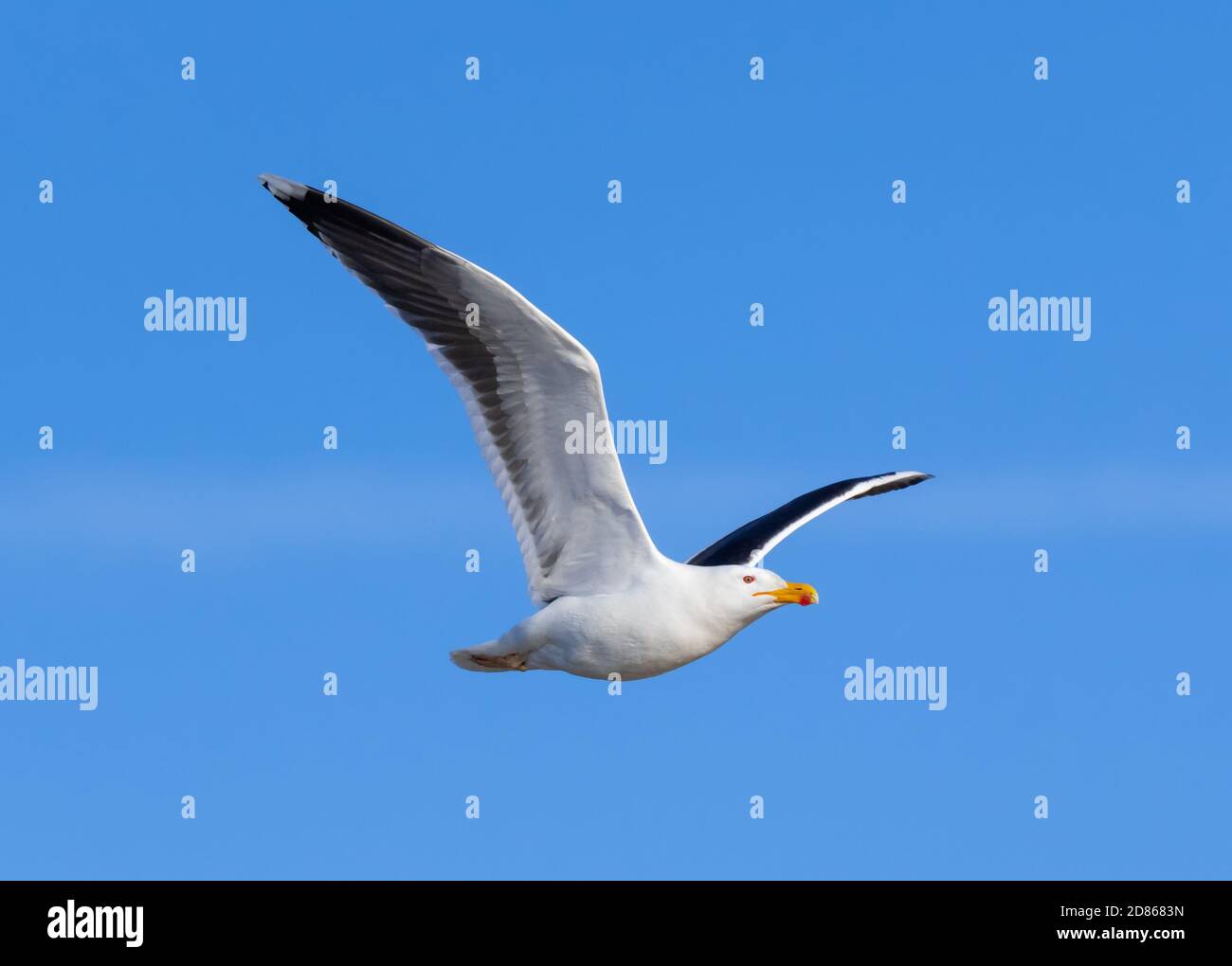 Great Black-Backed Gull (Larus marinus) in Winter plumage flying against blue sky in Spring in West Sussex, England, UK. Gull in flight with wings up. Stock Photo