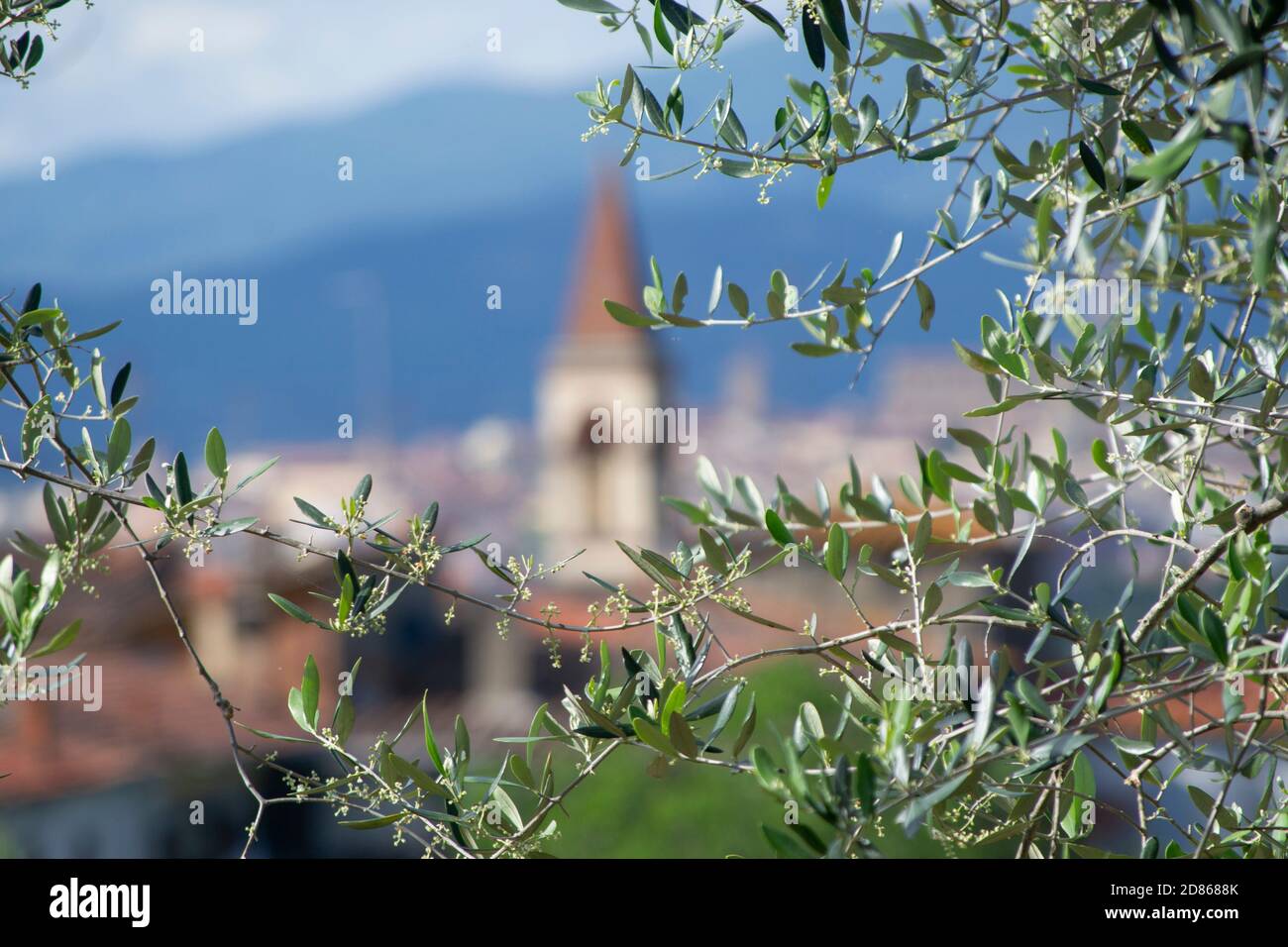 olive tree branch in tuscan countryside. A village church with its bell tower in the background Stock Photo