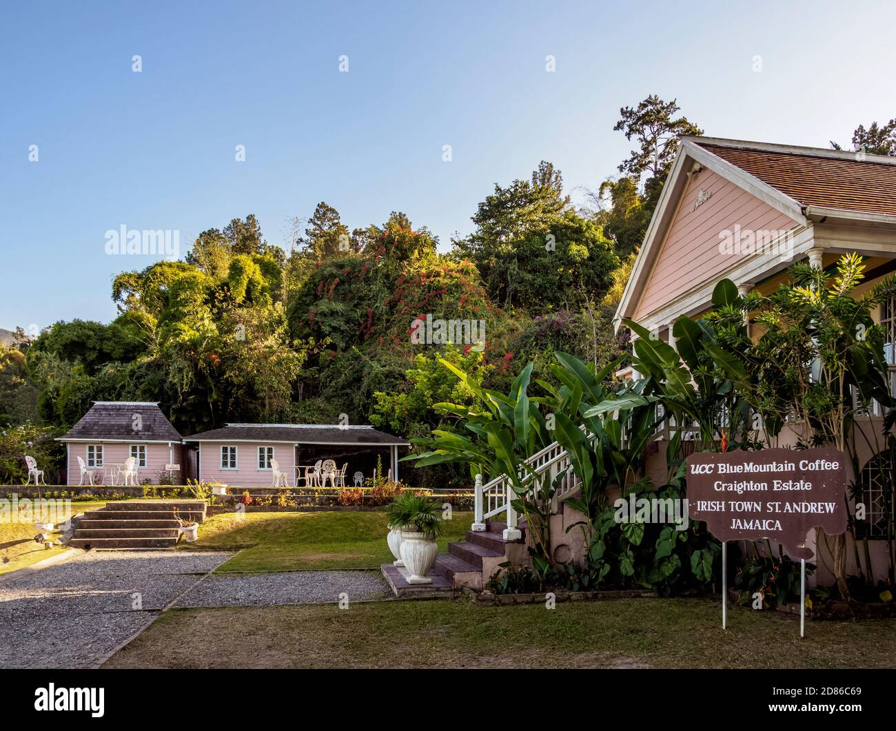 UCC Blue Mountain Coffee Craighton Estate, Coffee Plantation, Irish