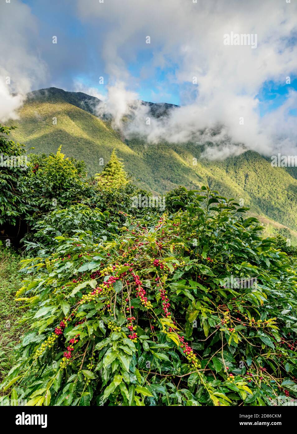 Jamaica blue mountain coffee plantation hires stock photography and