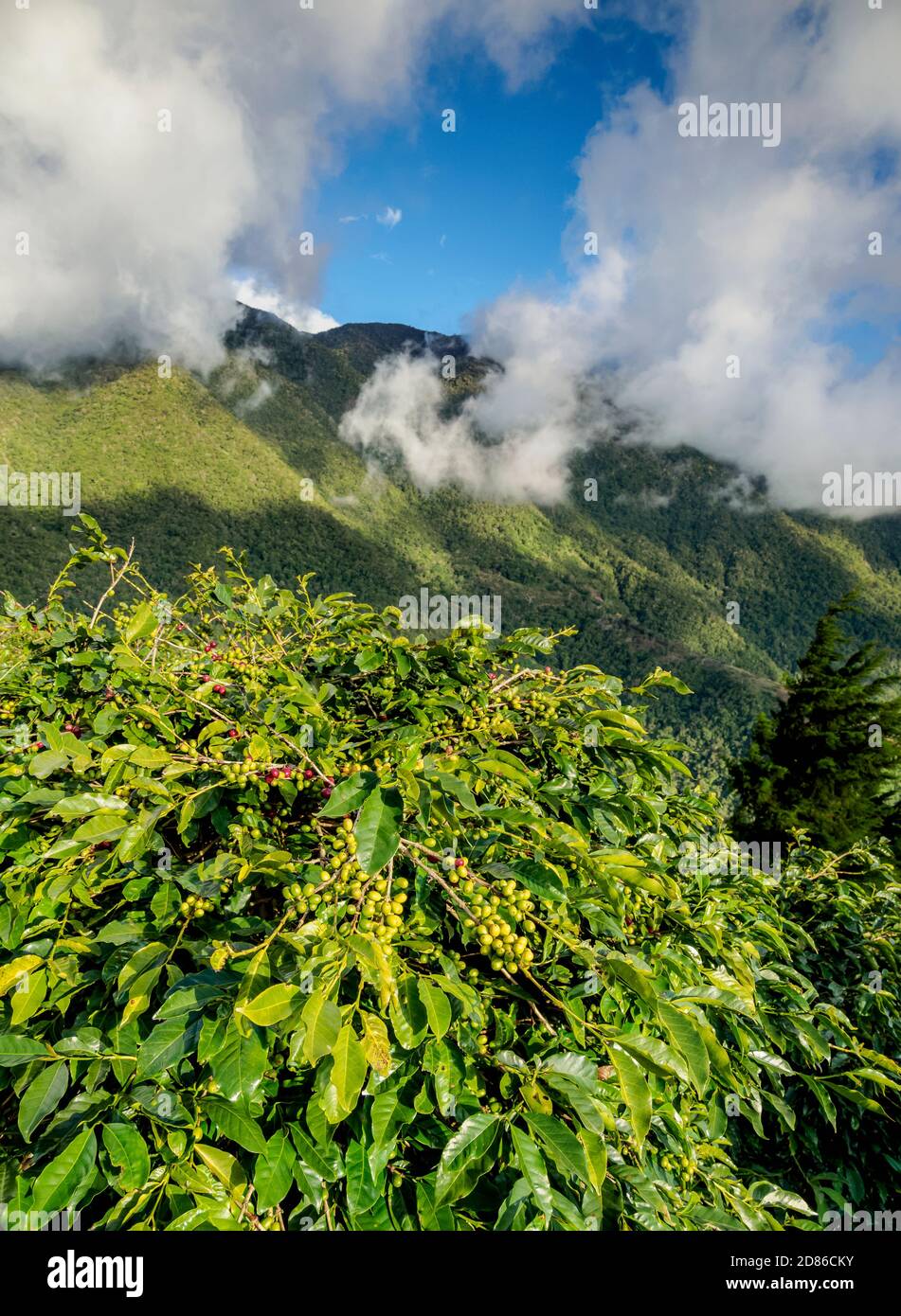 Coffea Cherries at Coffee Plantation, Blue Mountains, Saint Thomas
