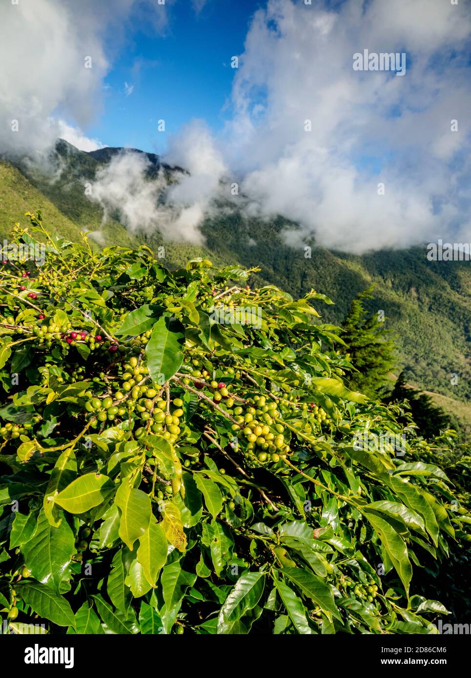jamaica-blue-mountain-coffee-plantation-hi-res-stock-photography-and