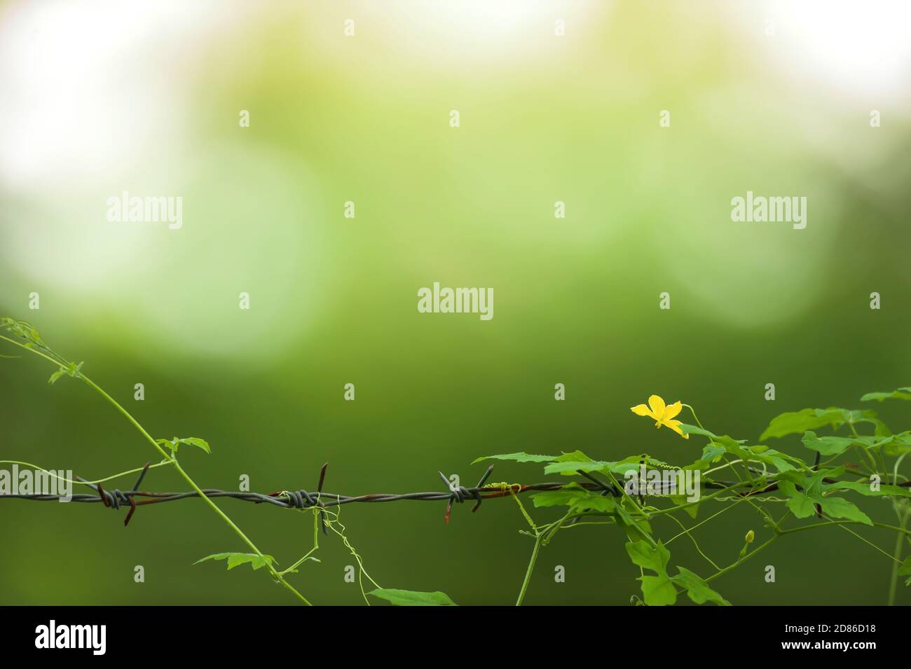 Blooming yellow ivy gourd flower on the barbed wire fence, green garden blurred in the background. Focus on yellow flower. Stock Photo