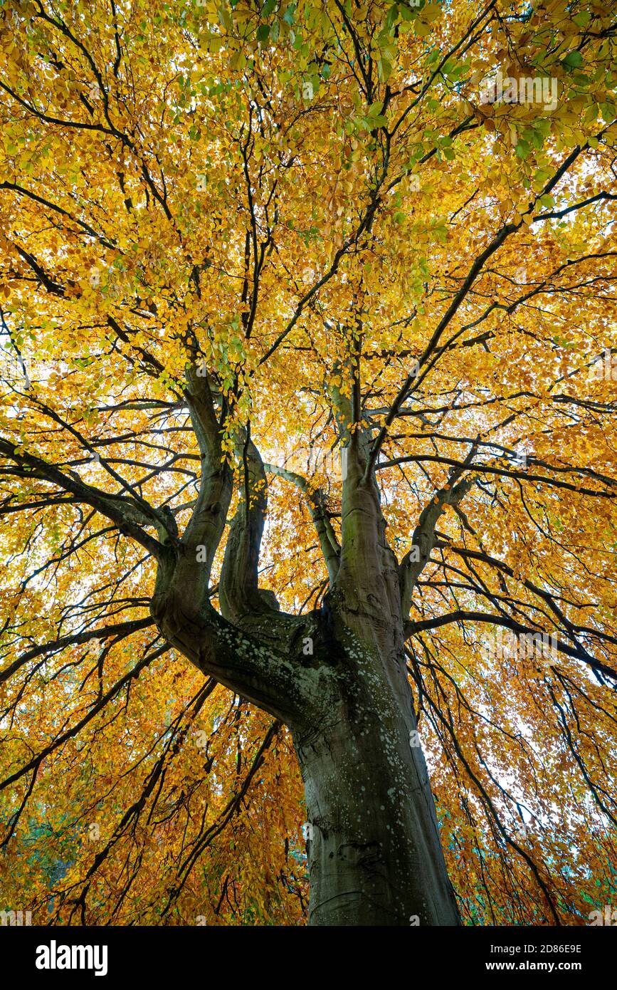 A beech tree in Autumn in Herefordshire Stock Photo