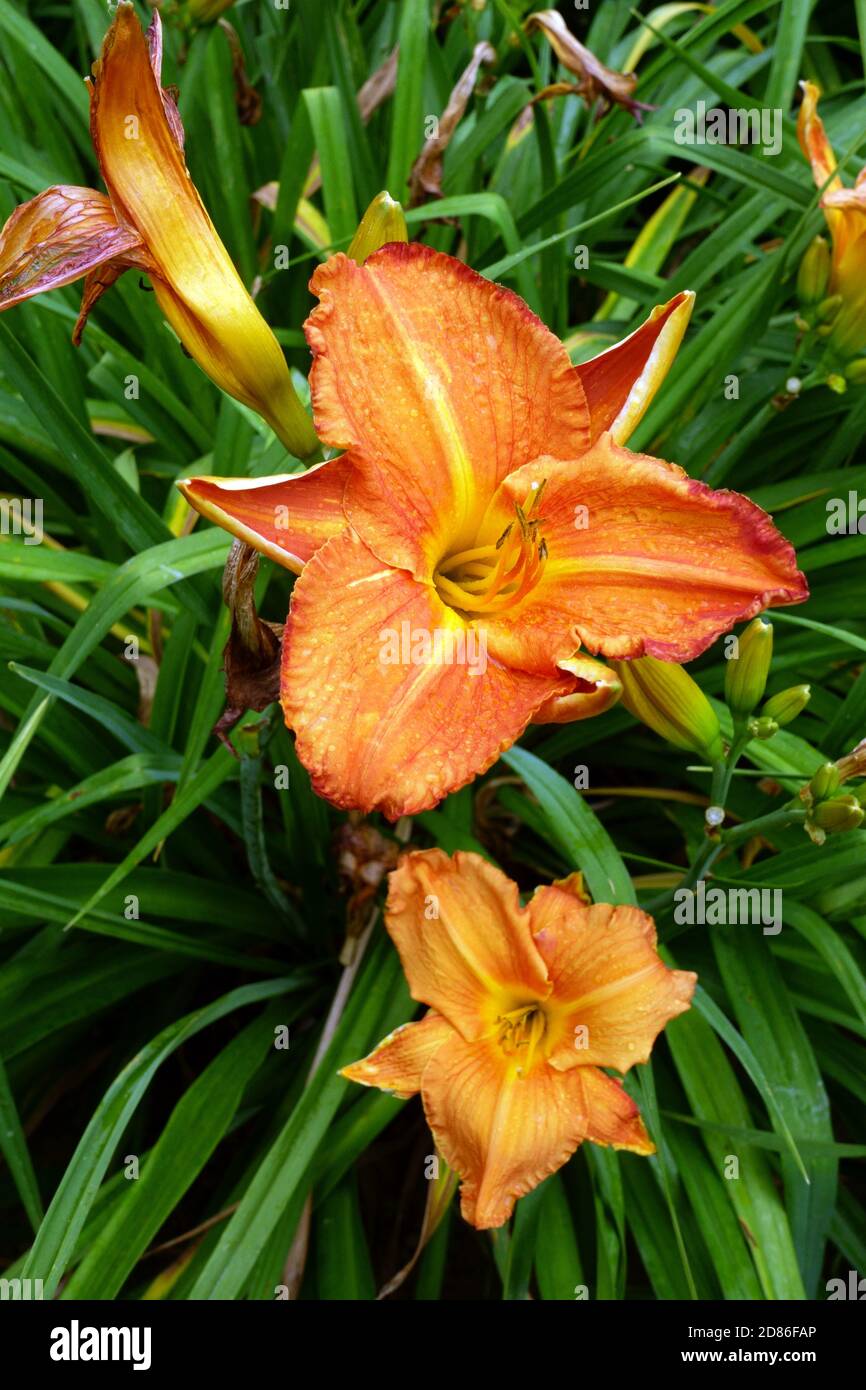 Daylily Hemerocallis 'Hot Town' Orange Daylilies garden flowers Stock Photo