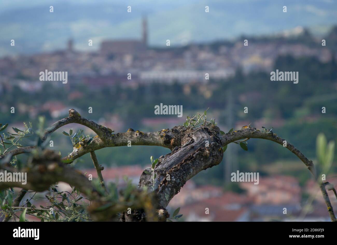 olive tree branch in tuscan countryside . Arezzo town with its cathedral bell tower in the backgroundoil Stock Photo
