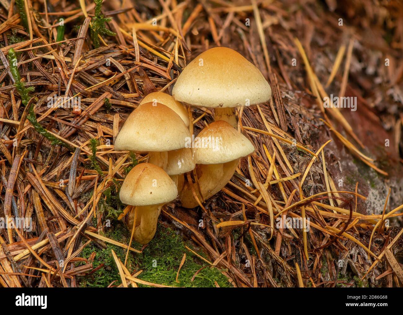 Conifer tuft (Hypholoma capnoides), growing on a pine cone, New Abbey, Dumfries, SW Scotland Stock Photo