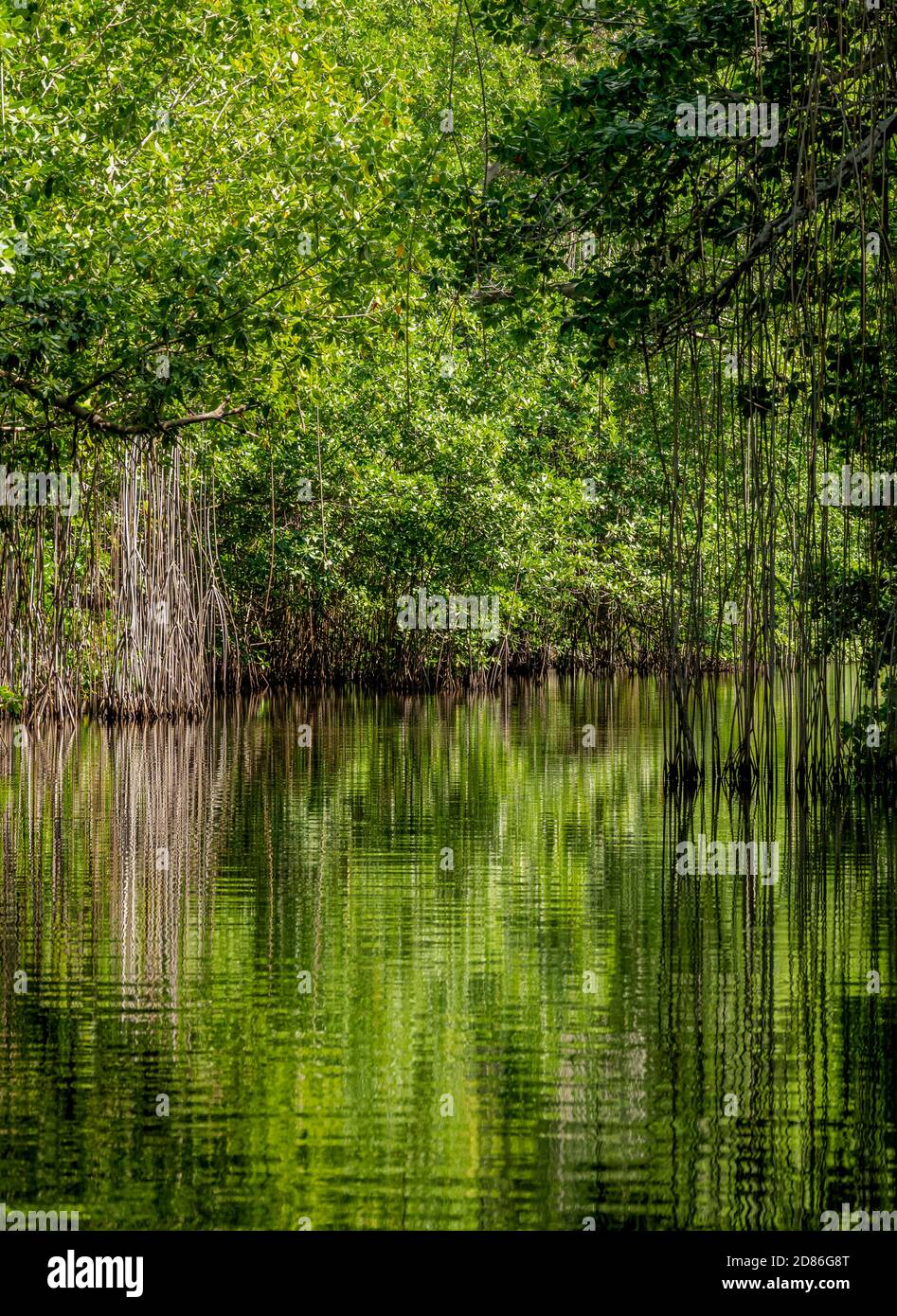 Mangrove Forest seen during Black River Safari, Saint Elizabeth Parish, Jamaica Stock Photo