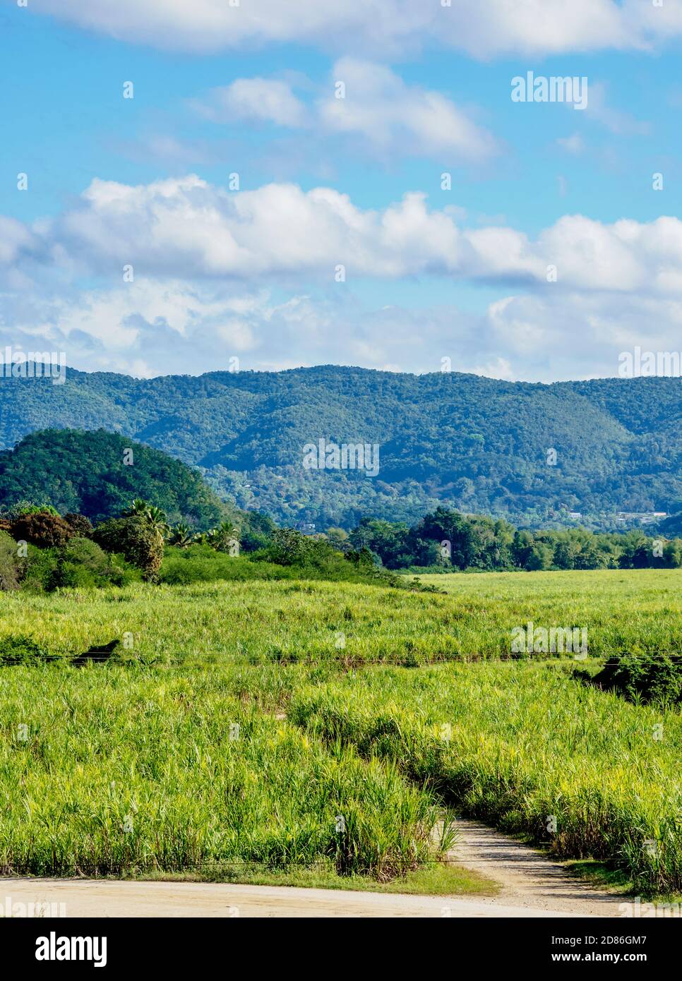 Sugar Cane Field near Appleton Estate Rum Factory, Nassau Valley, Saint