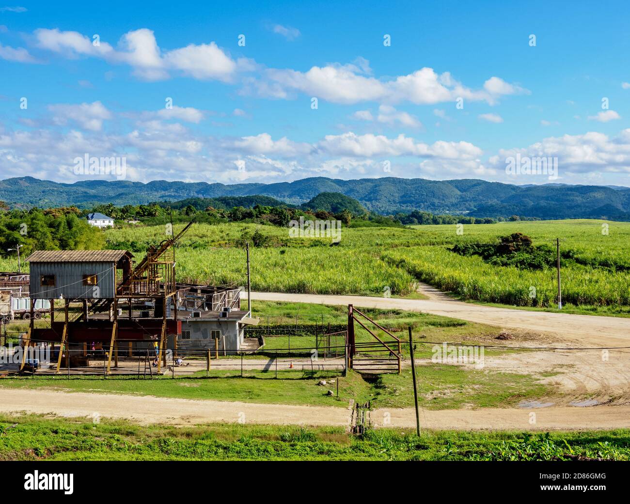 Sugar Cane Field near Appleton Estate Rum Factory, Nassau Valley, Saint