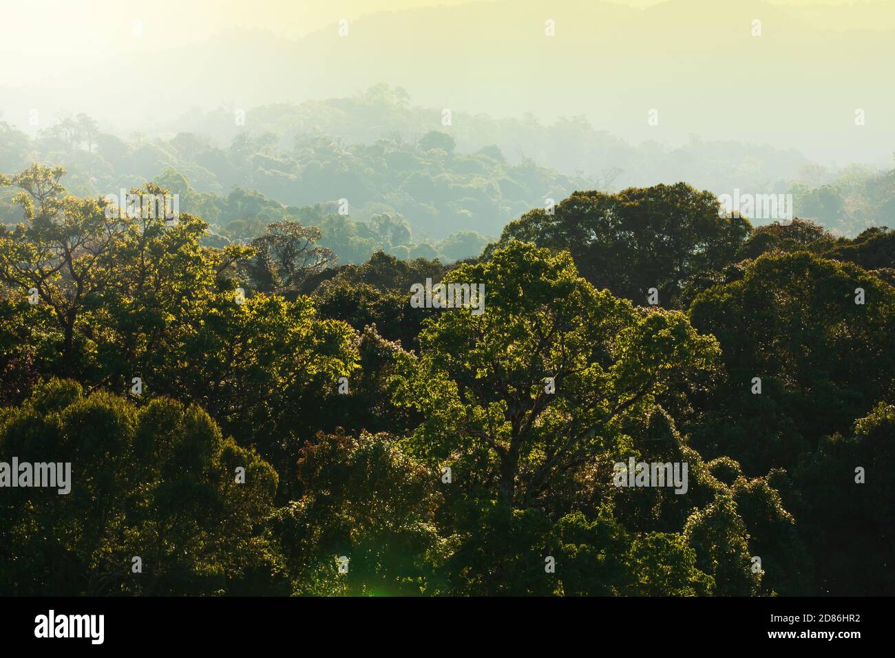 Aerial view of Himalayas mountains and green forest canopy at sunrise. Focus on canopy. Stock Photo