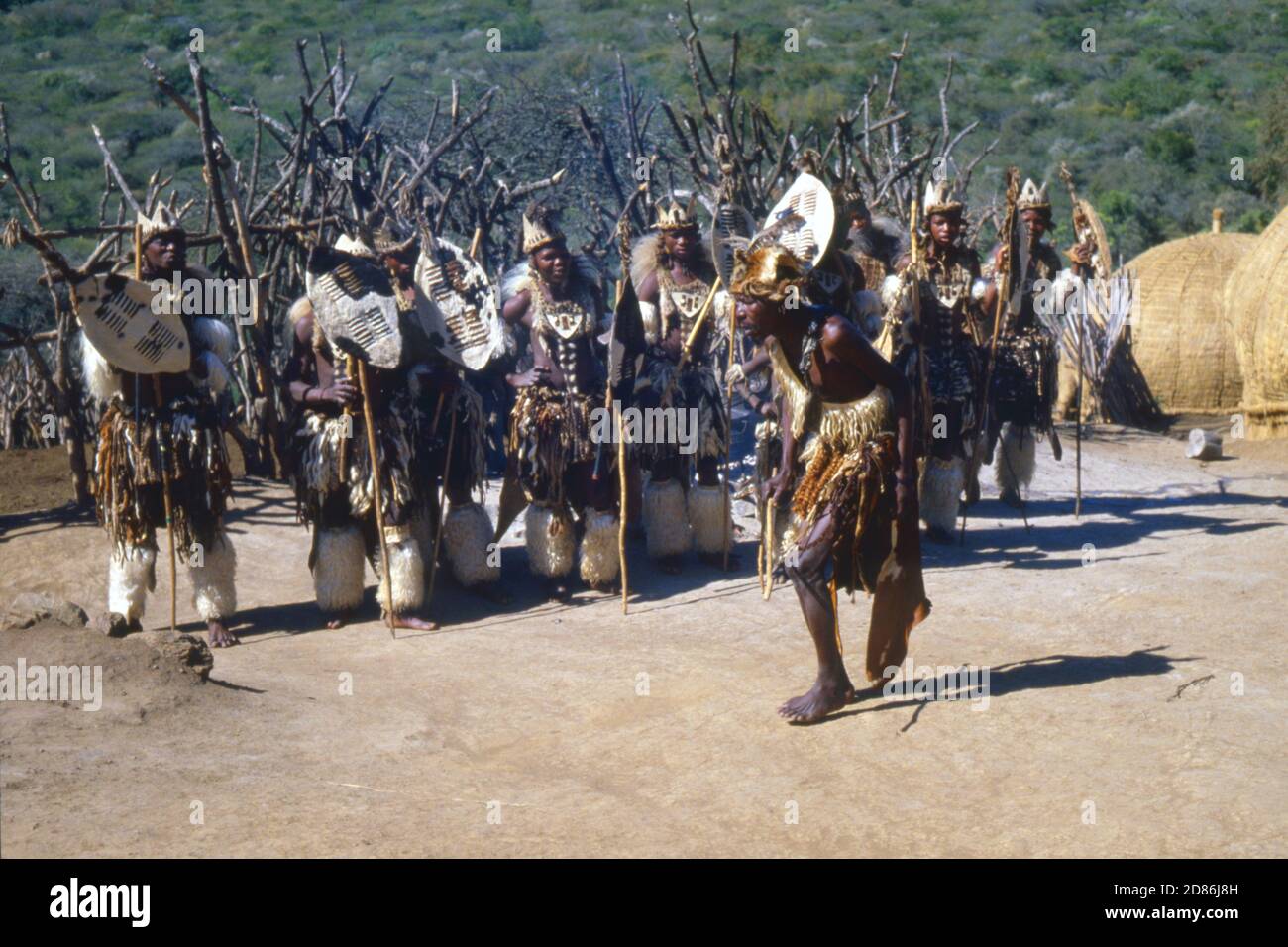 Traditional Zulu war dance demonstration, Zululand, Natal, South Africa 1981 Stock Photo