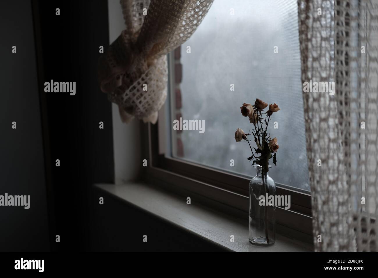 dried roses by the winter window Stock Photo