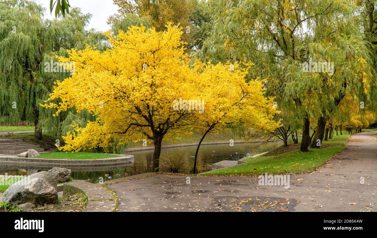 yellow autumn leaves on the tree Stock Photo - Alamy