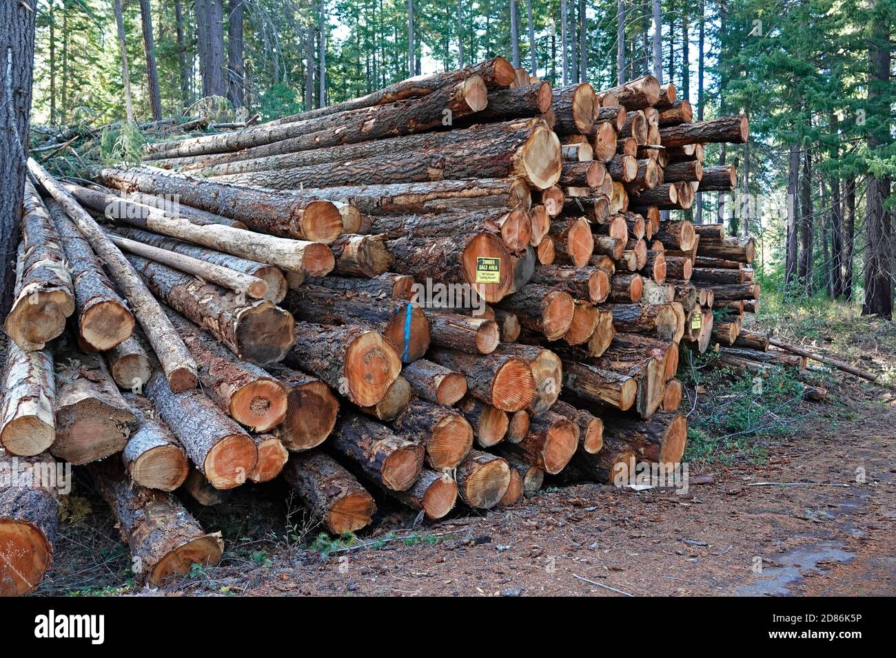 A pile of fir logs cut by the US Forest Service in a large  logging operation to thin the Deschutes National Forest in central Oregon in order to redu Stock Photo