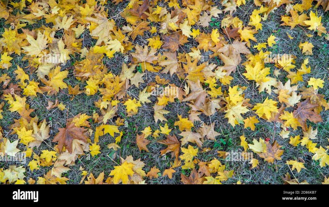 yellow autumn leaves on the ground Stock Photo - Alamy