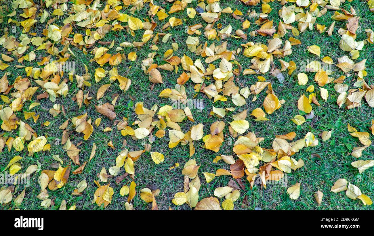 yellow autumn leaves on the ground Stock Photo - Alamy