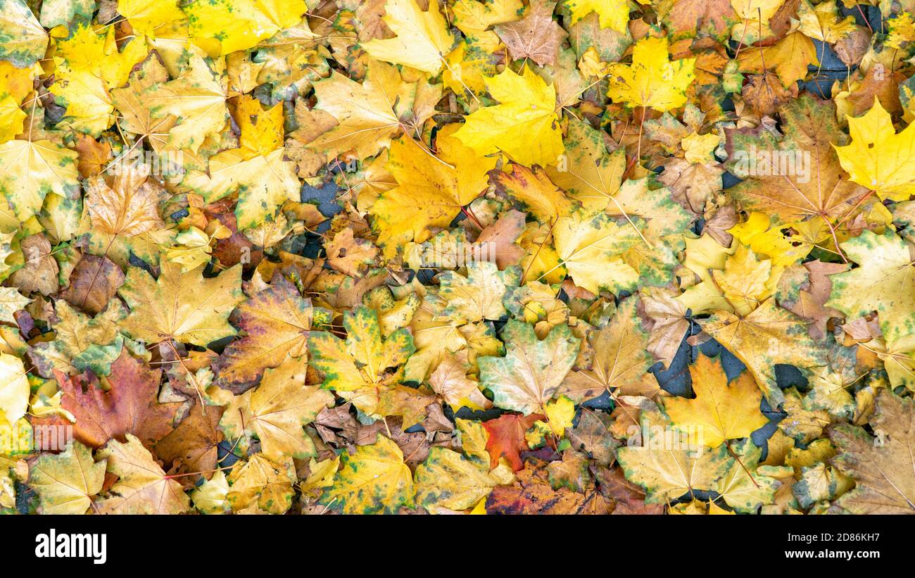yellow autumn leaves on the ground Stock Photo - Alamy