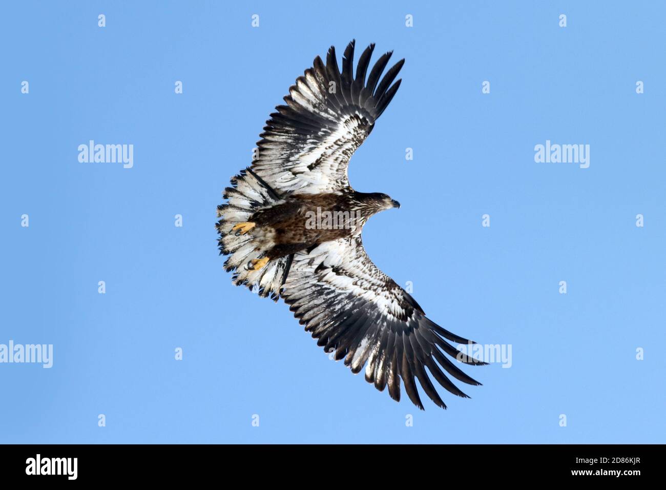 Juvenile Bald Eagle in flight Stock Photo - Alamy
