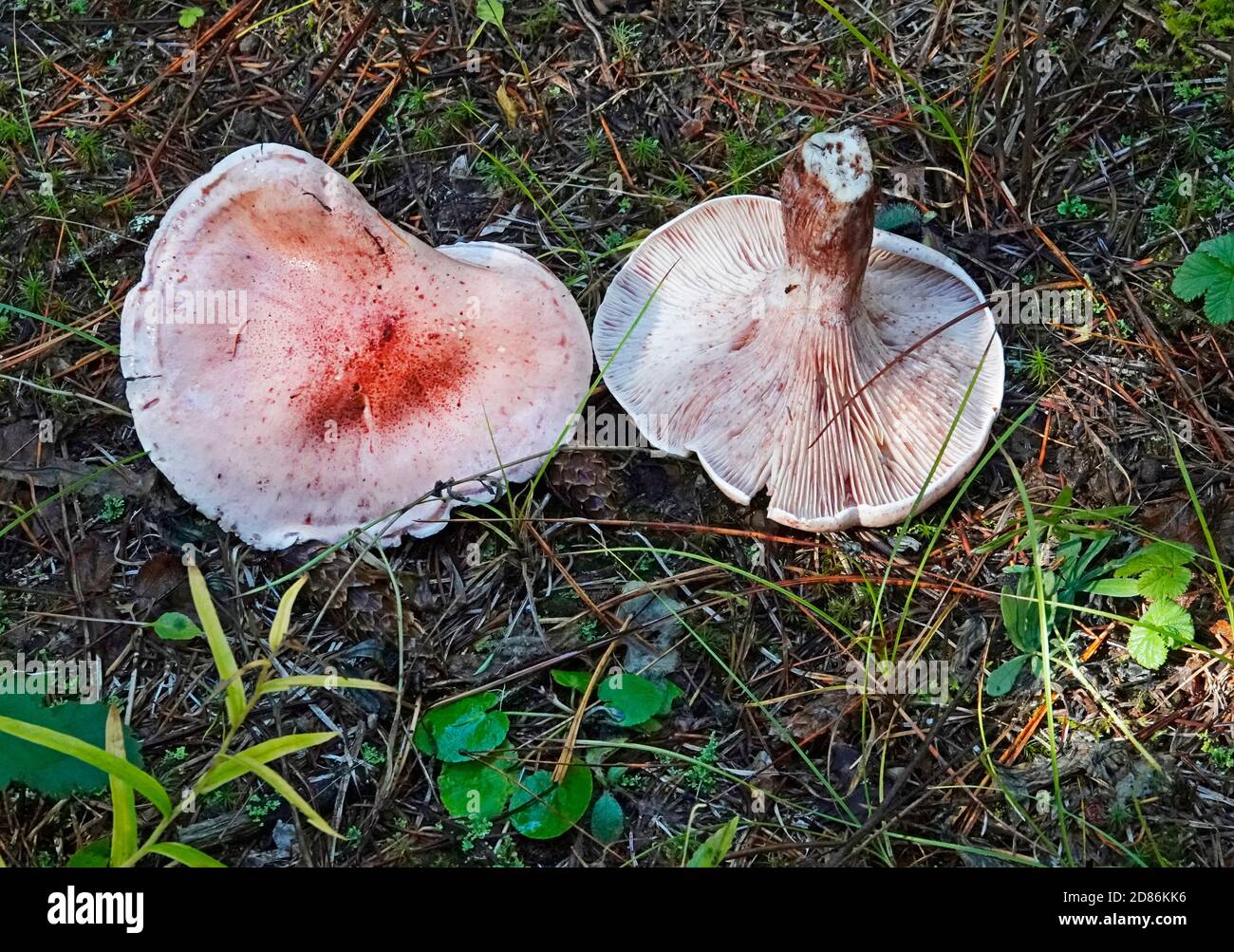 Hygrophorus russula, a large pink mushroom found in the Pacific Northwest. This one is in the Cascade Mountains of central Oregon. Not edible. Stock Photo