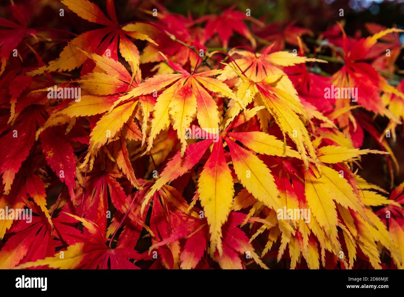 Maple leaves on a tree hi-res stock photography and images - Alamy