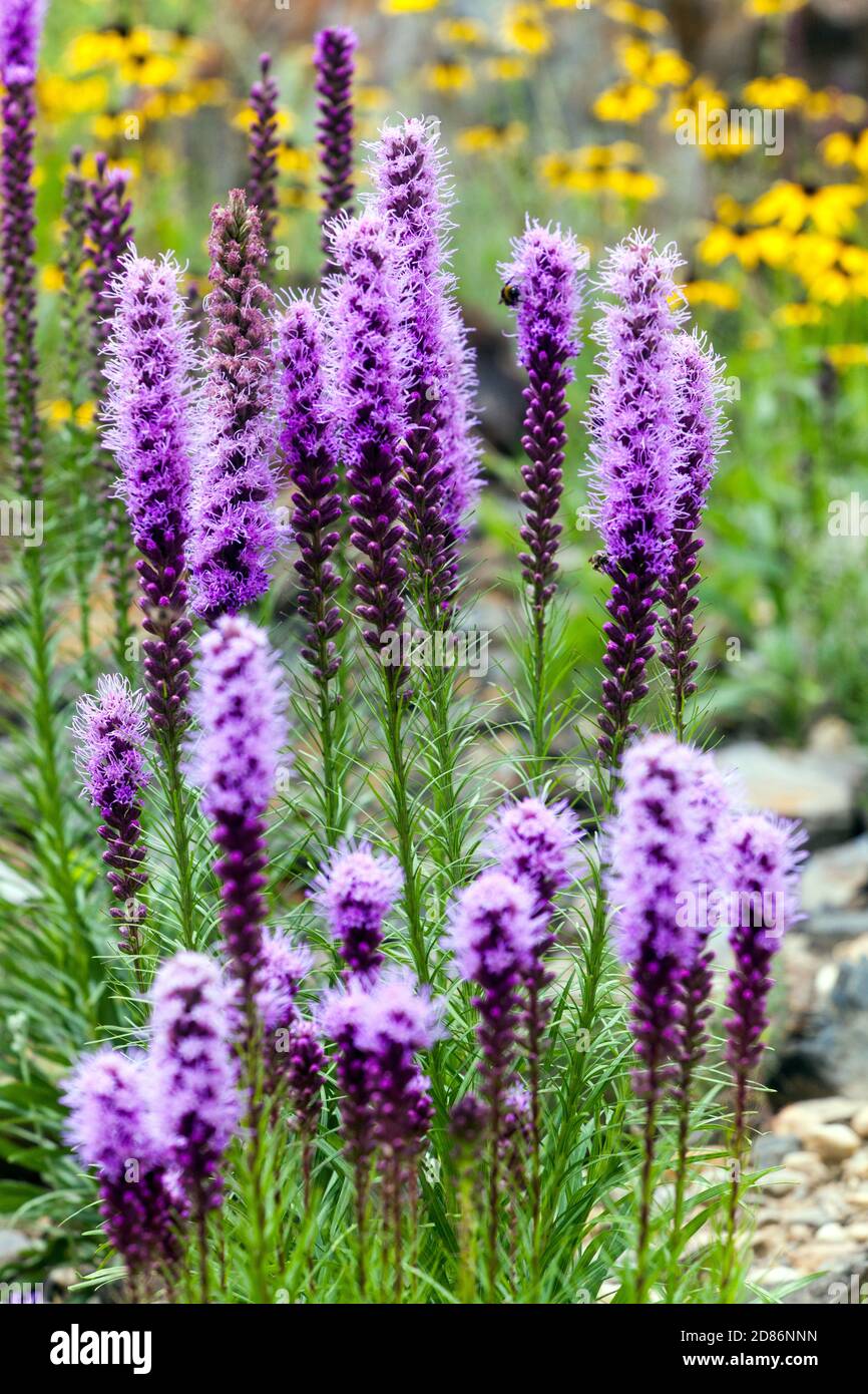 Liatris spicata Dense blazing star Blue gay feather in garden summer  flowers Stock Photo
