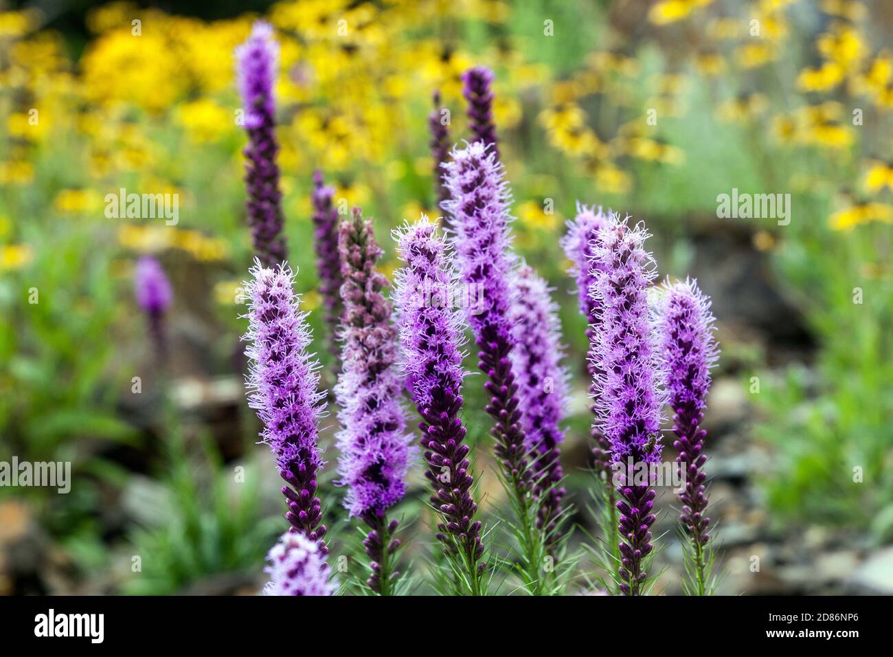 Blue gay feather flowers in garden Liatris spicata Dense blazing star cluster purple flowers Stock Photo