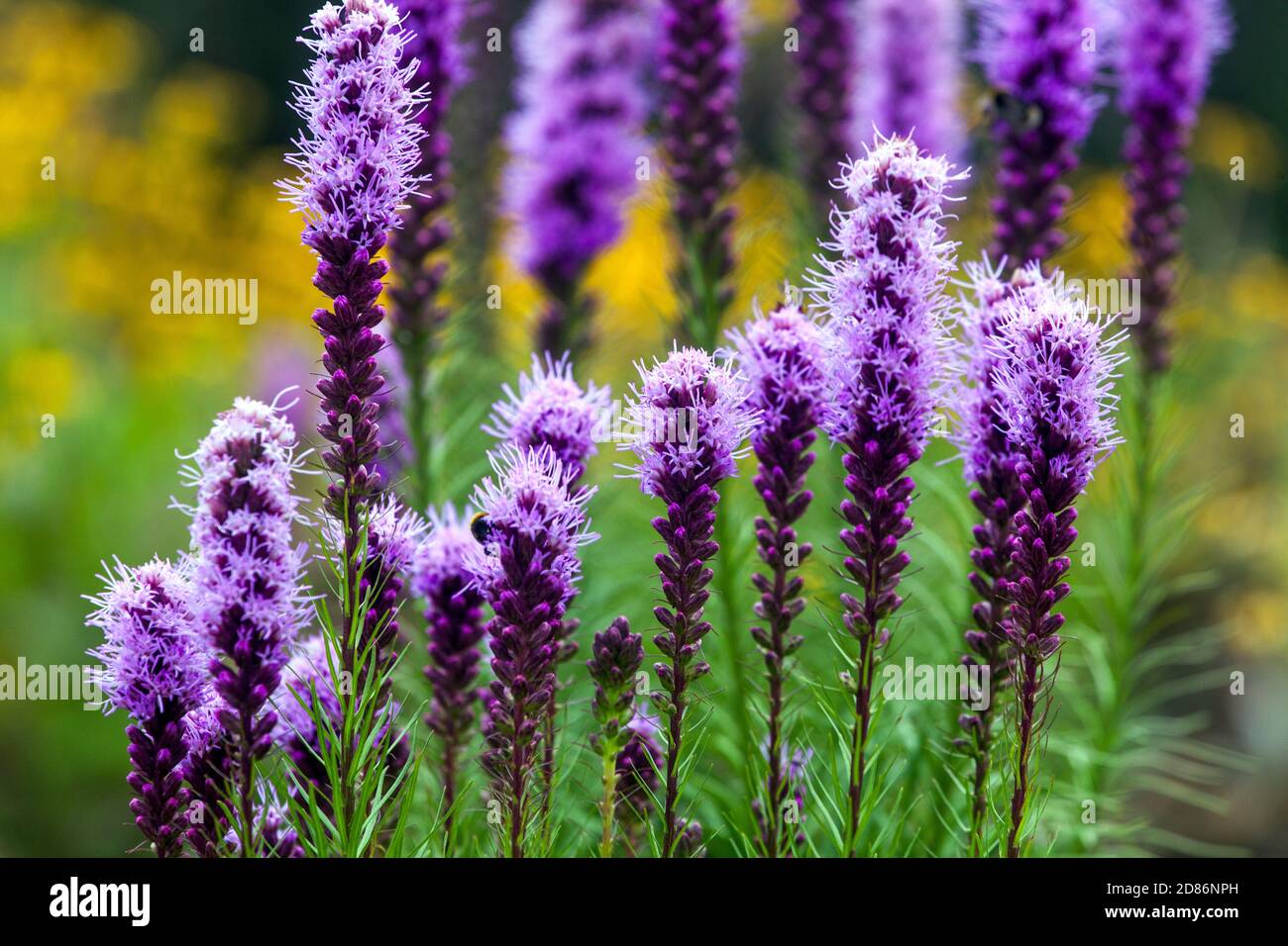 Liatris spicata purple june flowers Stock Photo