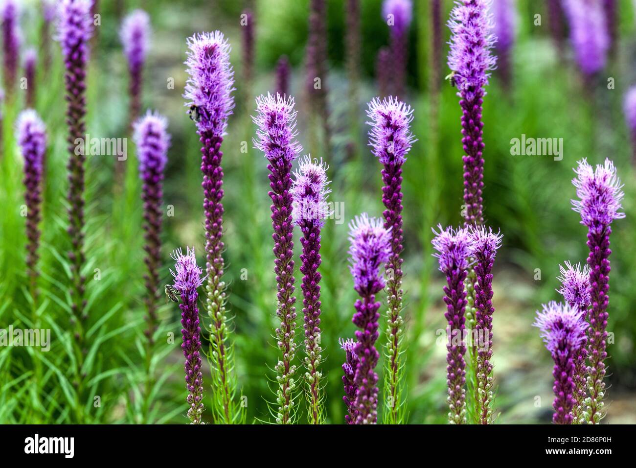 Purple flowers in garden Liatris spicata Dense blazing star hardy perennials flowers Stock Photo