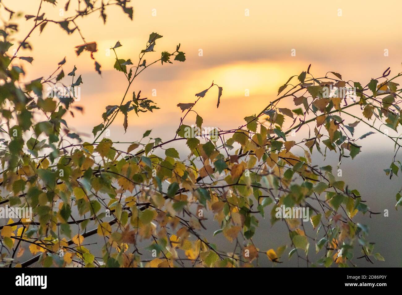 Silver Birch tree leaves fluttering in front of a warm orange autumn sunset Stock Photo