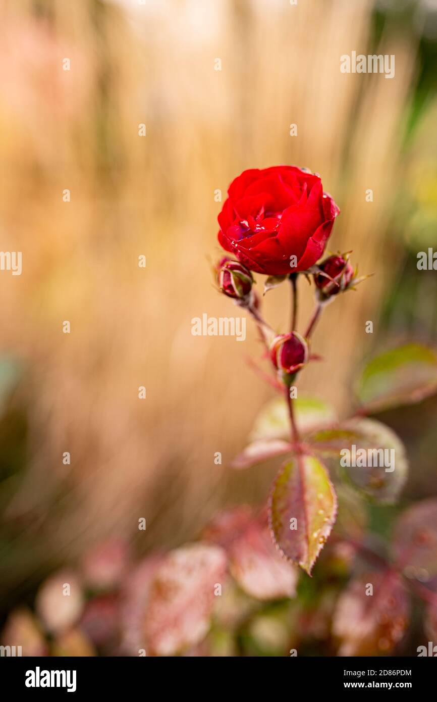 Rose flower wet with morning dew in Switzerland Stock Photo - Alamy