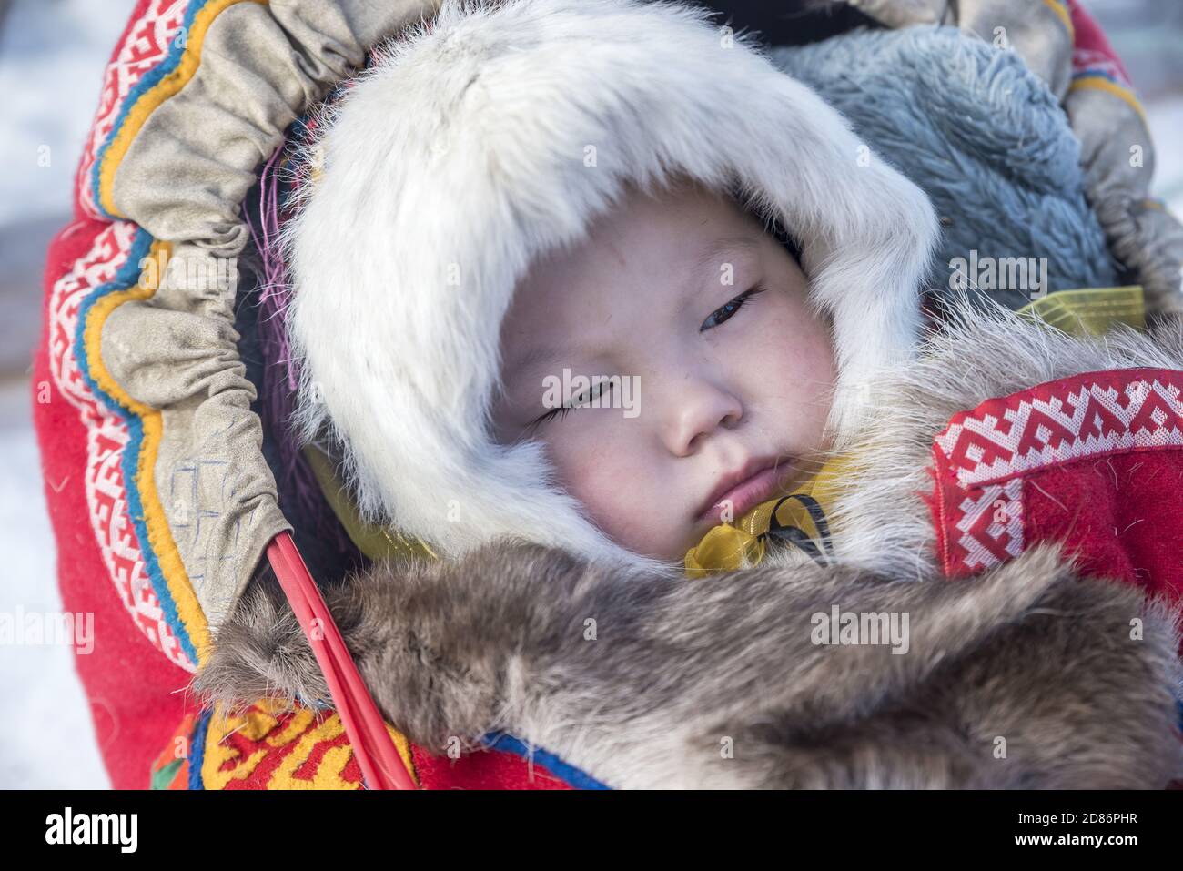A small Nenet girl inside a traditional cradle in the snow during a migration, Yamalo-Nenets Autonomous Okrug, Russia Stock Photo