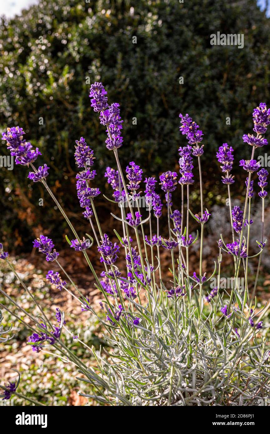 The smell of lavender hires stock photography and images Alamy