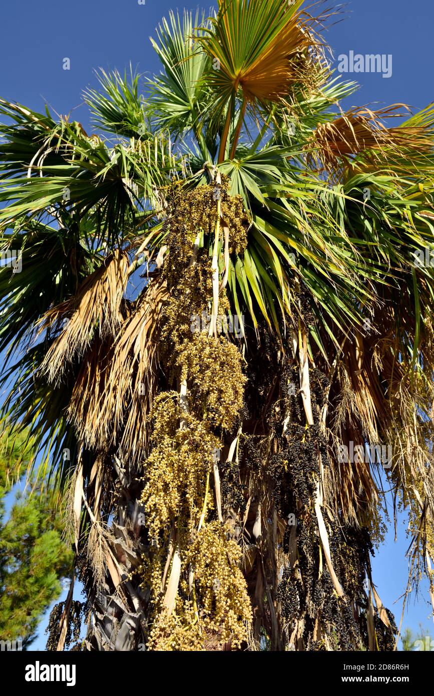 Growing palm tree (Euterpe oleracea) with black ripe and tan unripe acai berries Stock Photo