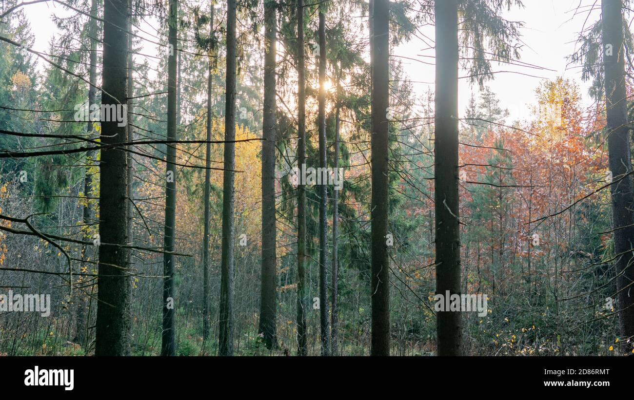 trees in the autumn forest in the warm rays of the sun Stock Photo - Alamy