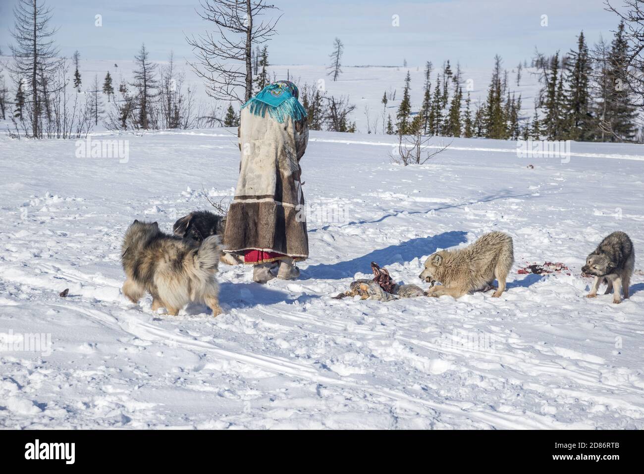 Tundra dog clearance