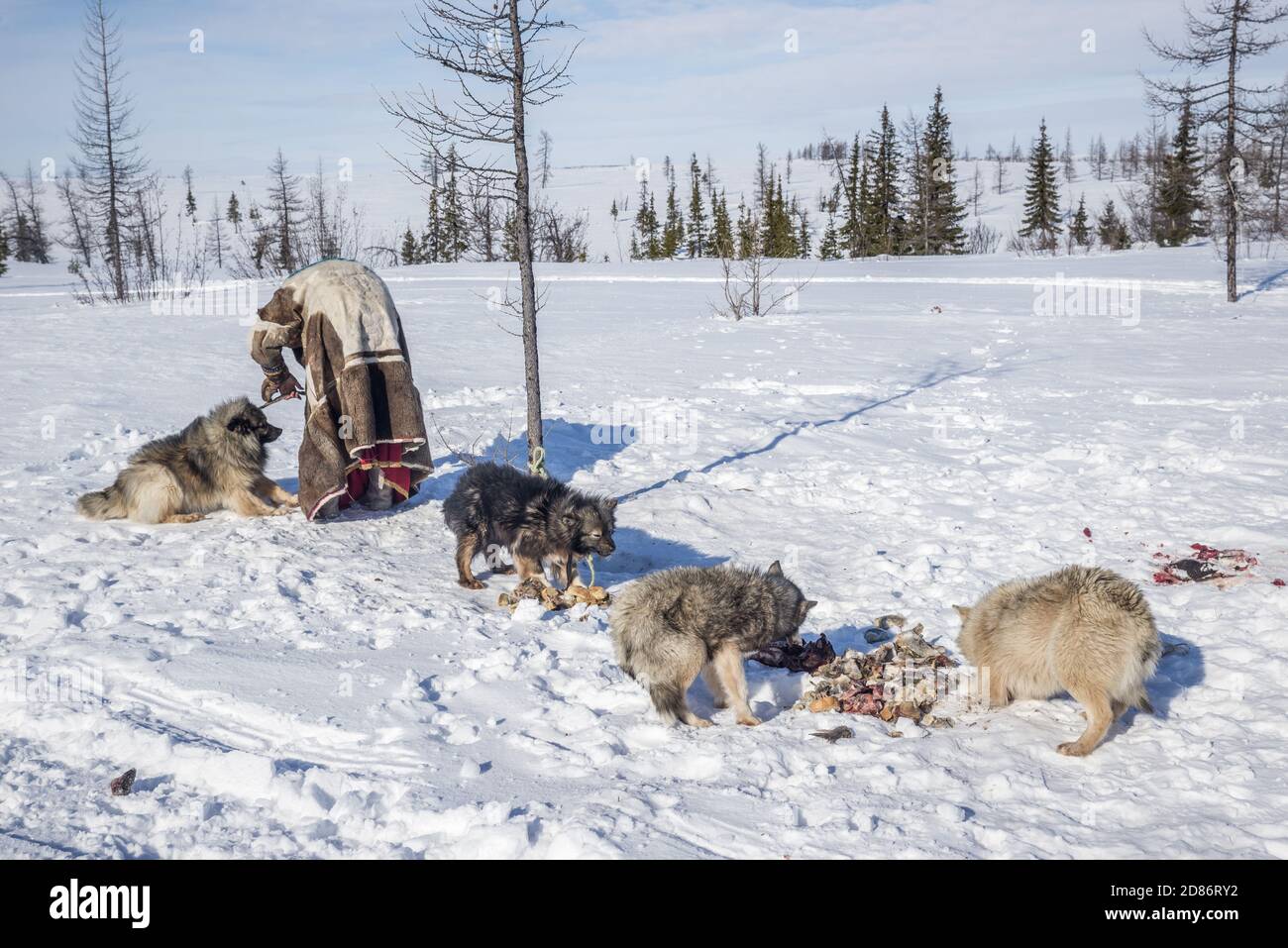 Tundra dog top