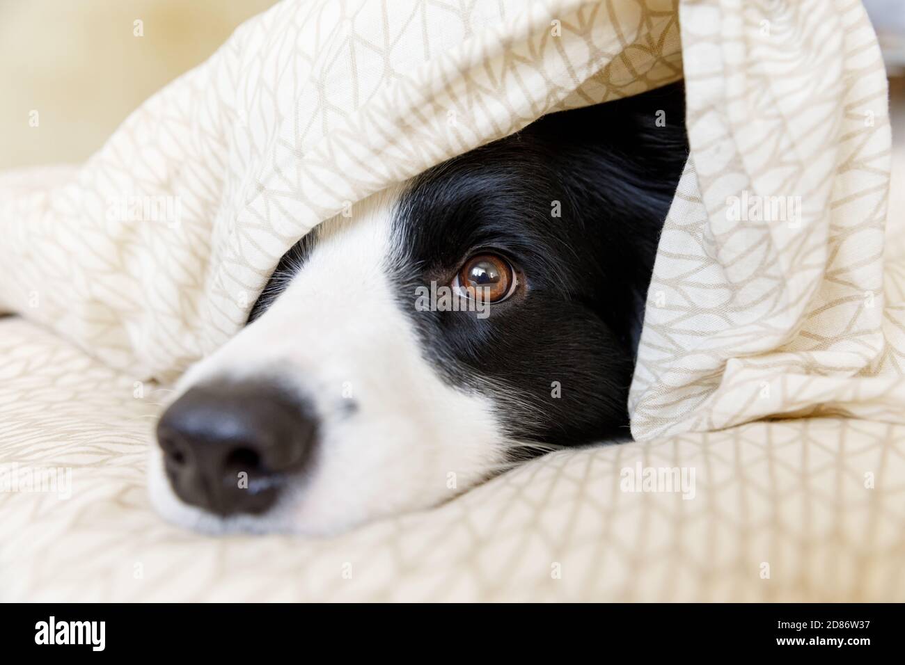 Funny portrait of cute smiling puppy dog border collie lay on