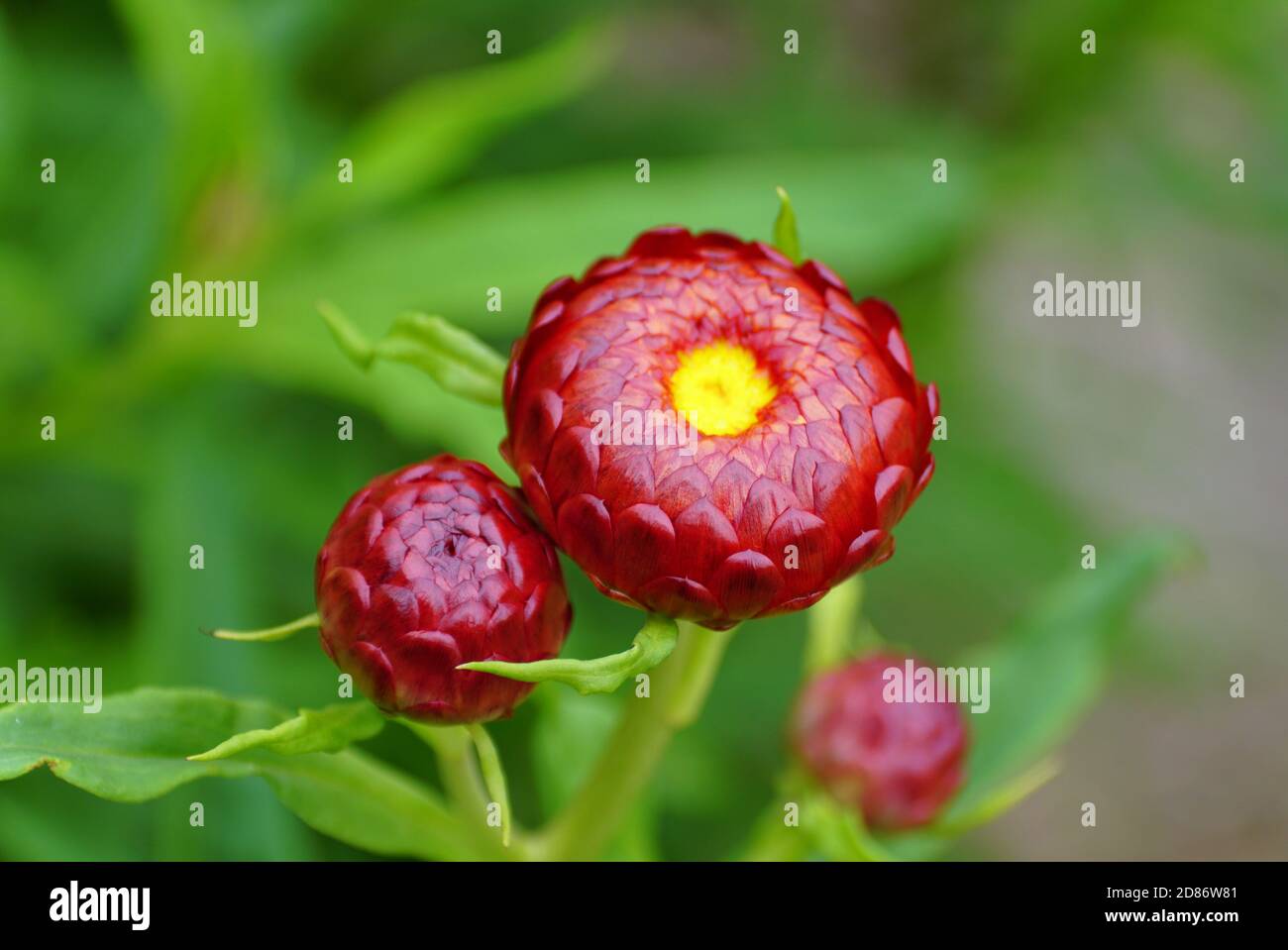 Beautiful copper red and yellow color of Strawflower Stock Photo