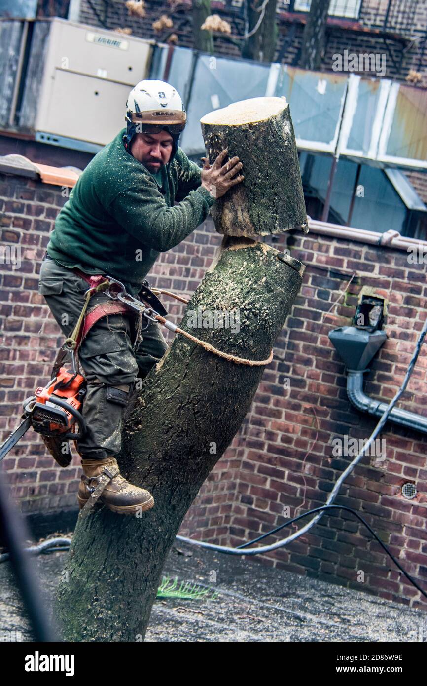 Tree trimmer working on tree removal in the courtyard garden of a Greenwich Village building in New York City, NY, USA Stock Photo