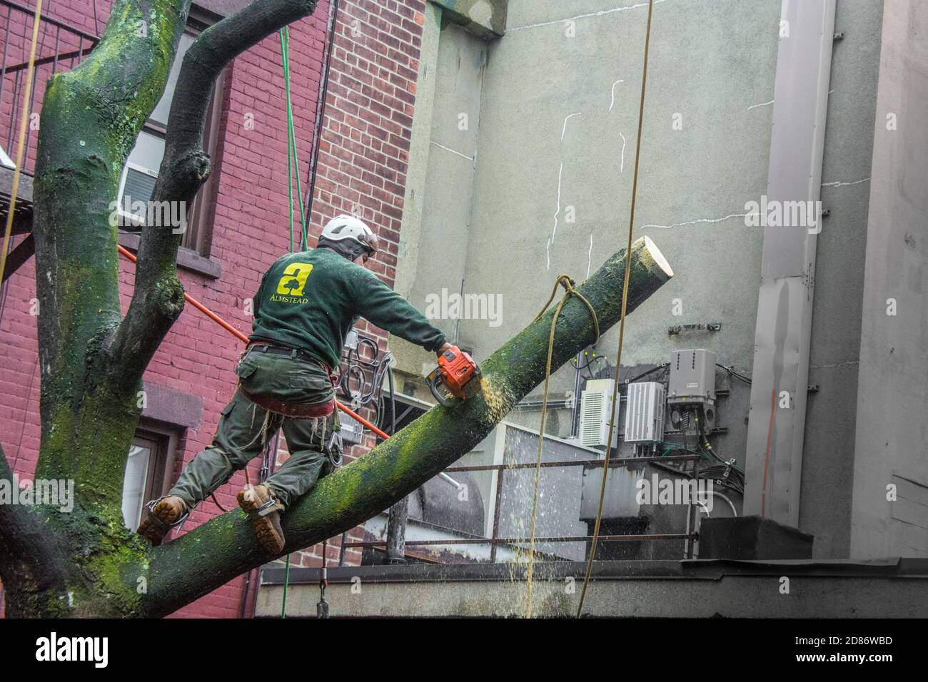 Tree trimmer working on tree removal in the courtyard garden of a Greenwich Village building in New York City, NY, USA Stock Photo