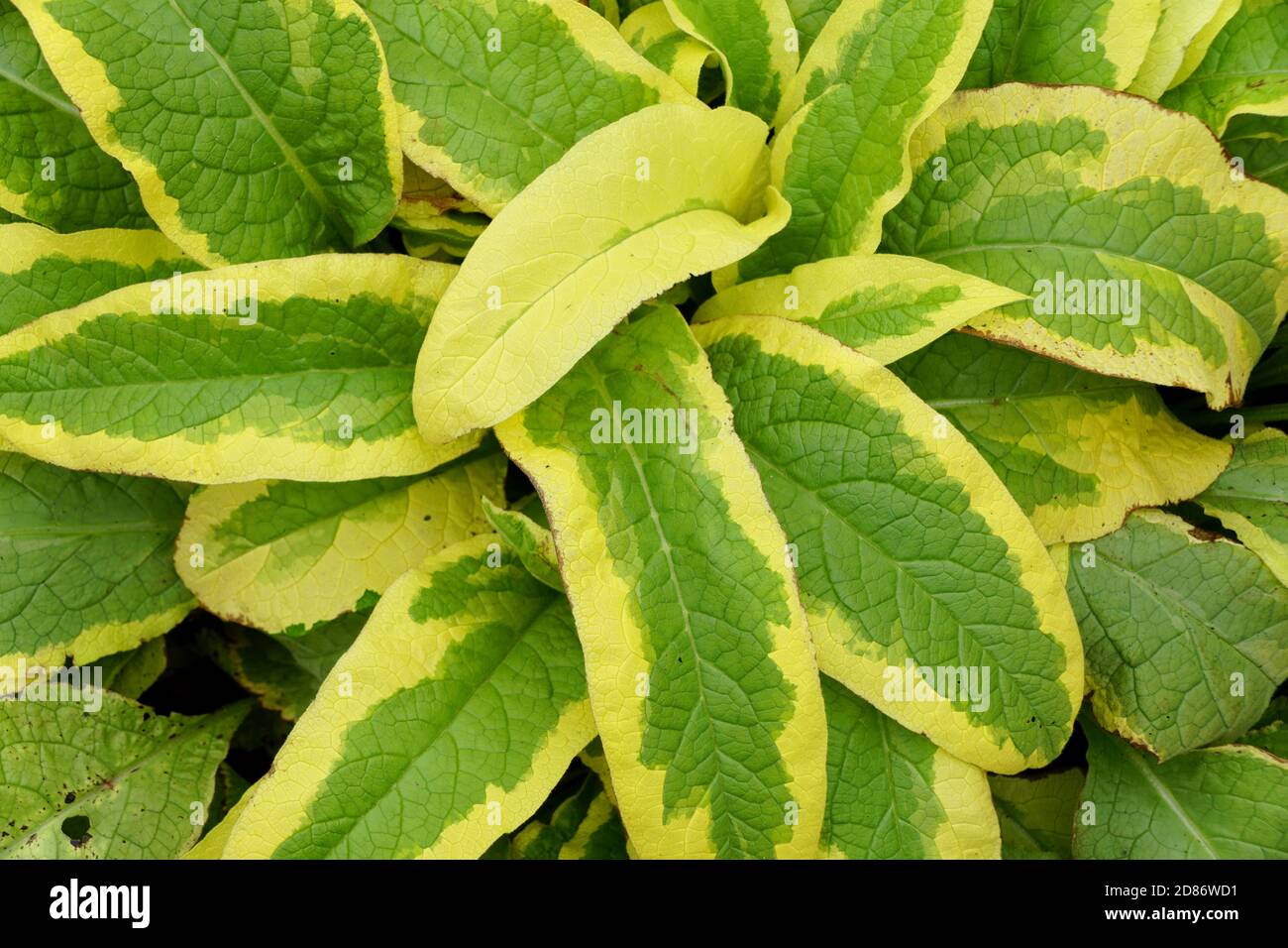 Axminster gold comfrey hires stock photography and images Alamy