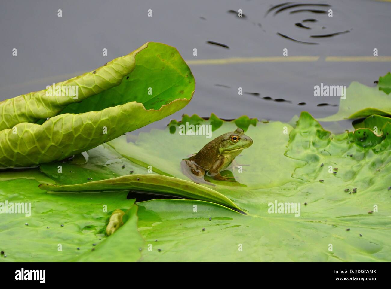 Frog on top of water hi-res stock photography and images - Alamy