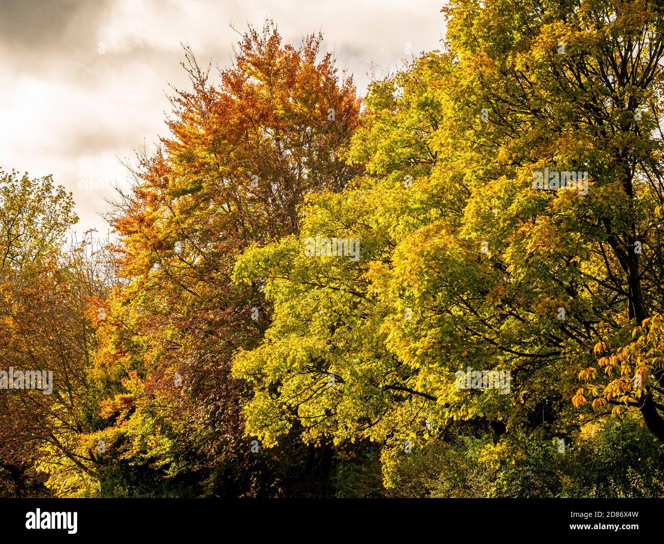 Deciduous tree changing colour, in Autumn, along the edge of Monks
