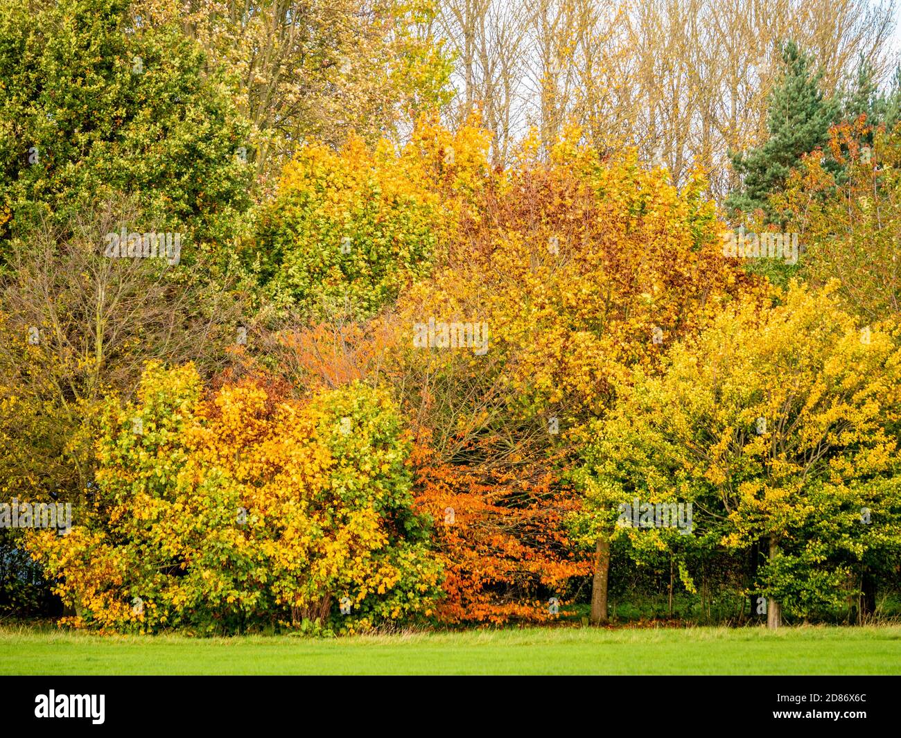 Deciduous tree changing colour, in Autumn, along the edge of Monks
