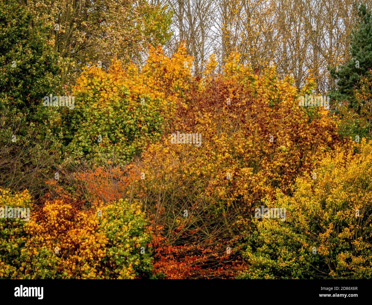 Deciduous tree changing colour, in Autumn, along the edge of Monks
