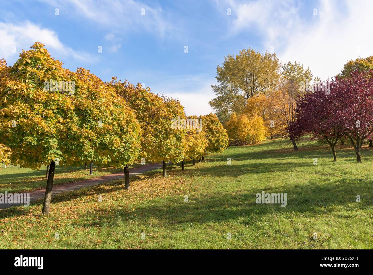 Beautiful colors of autumn in the park at sunset Stock Photo - Alamy