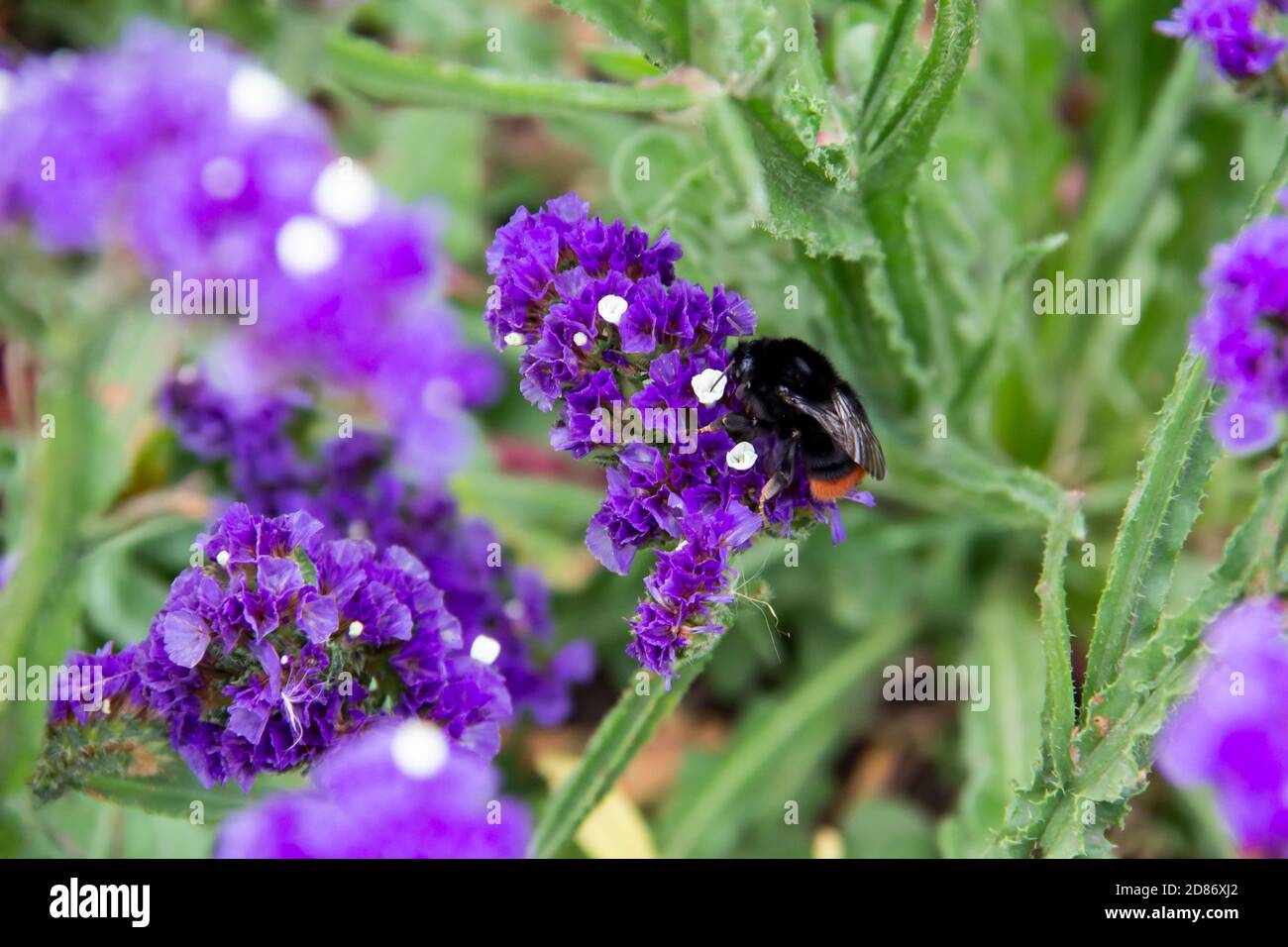 Beautiful flowers of Statice or Limonium sinuatum or Wavyleaf sea lavender.   Small flowers with white and violet color with bumblebee on them. Stock Photo
