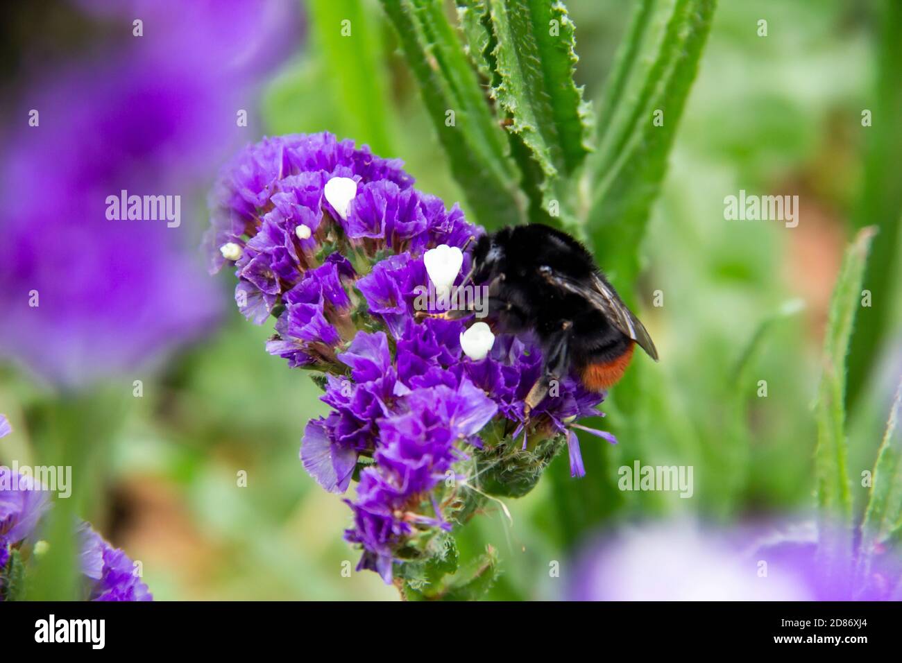 Beautiful flowers of Statice or Limonium sinuatum or Wavyleaf sea lavender.   Small flowers with white and violet color with bumblebee on them. Stock Photo
