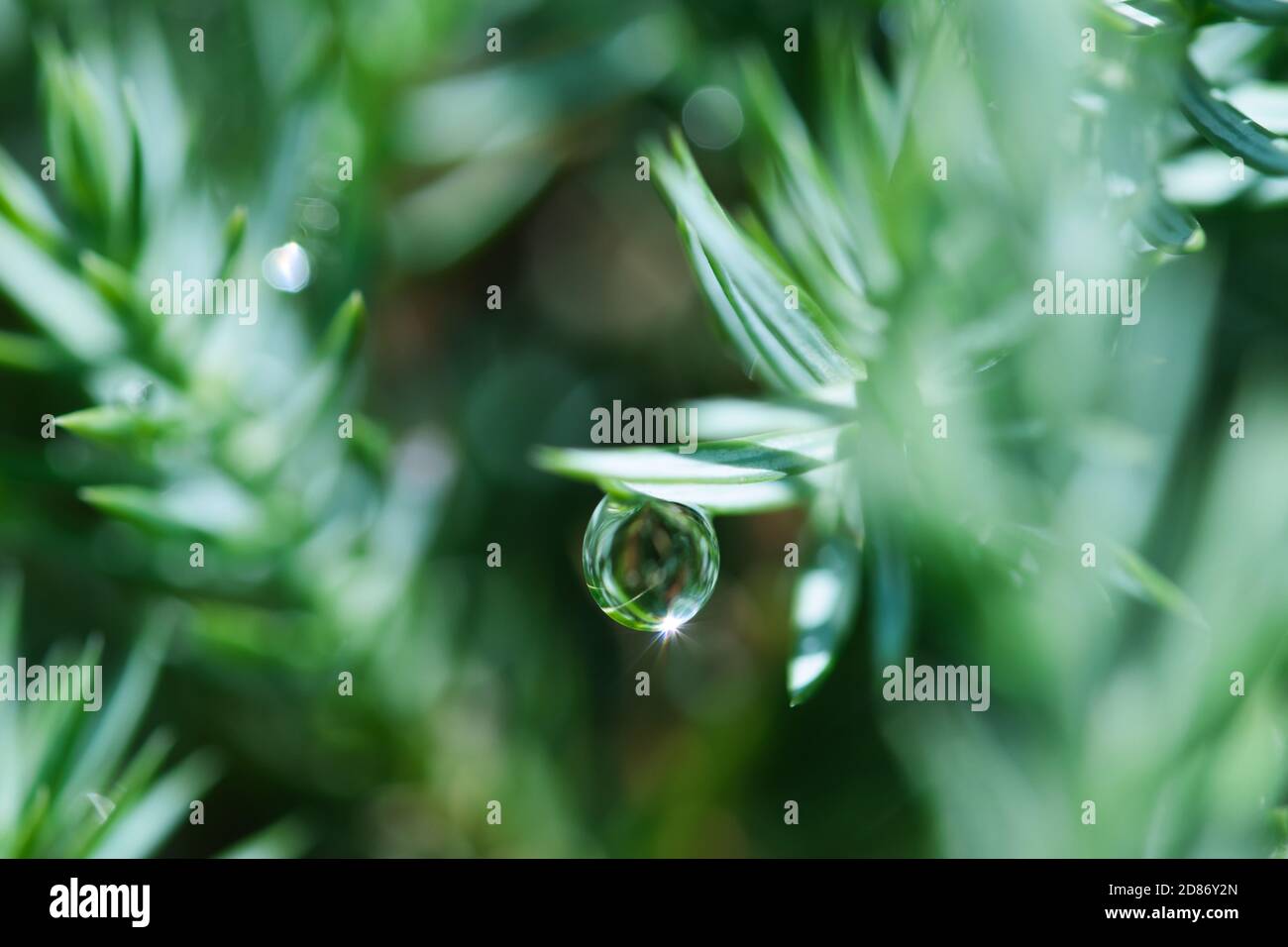 Bluegreen juniper needles and water drop with sun beam and refractions macro abstract blurred nature background Stock Photo